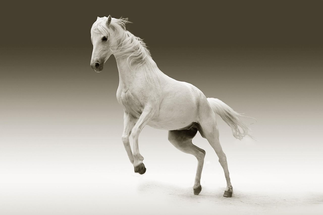 horse 561221 1280